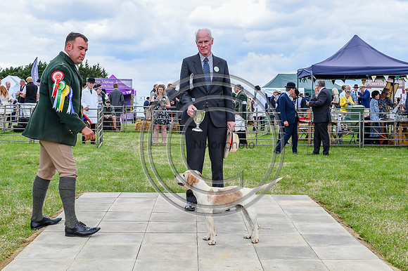 Festival of Hounds 2024