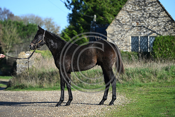 Foal_Selwood_PN36