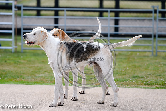 PrePuppyShow_BWCH_Hunt_PN22_27428