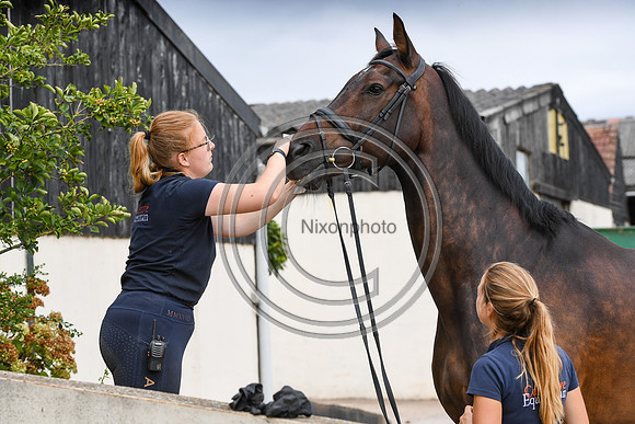 Collective Equestrian