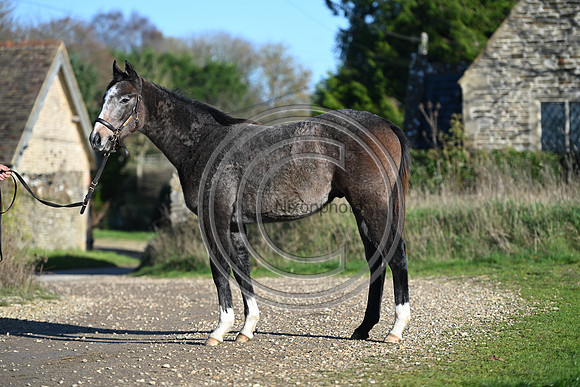 Foal_Selwood_PN23