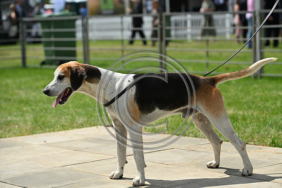 Festival of Hounds 2024