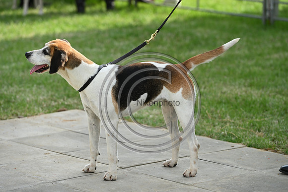 Festival of Hounds 2024