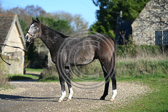 Foal_Selwood_PN21