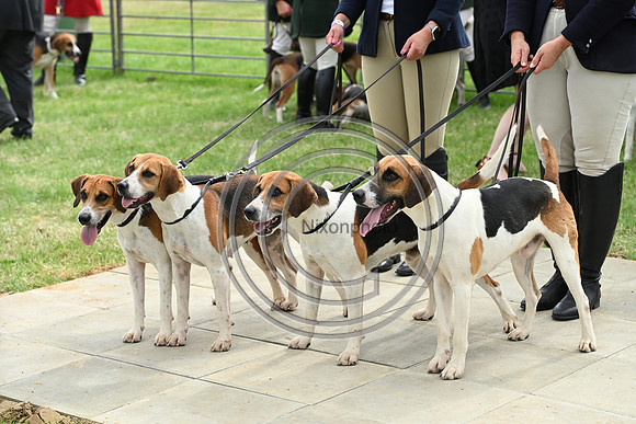 Festival of Hounds 2024
