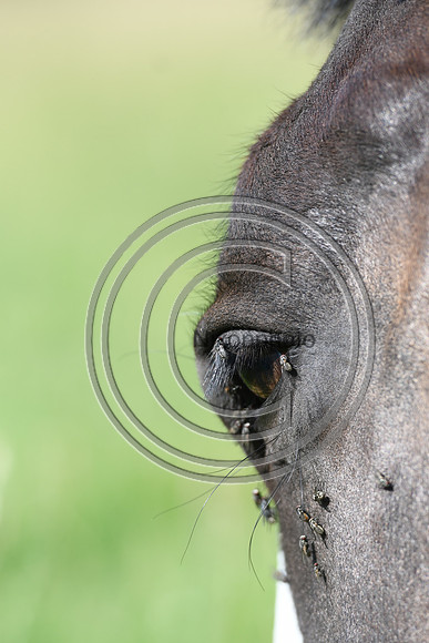 HorsesandFlyH_Nixonphoto_PN22_47992