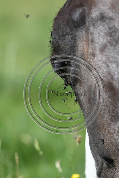 HorsesandFlyH_Nixonphoto_PN22_47976