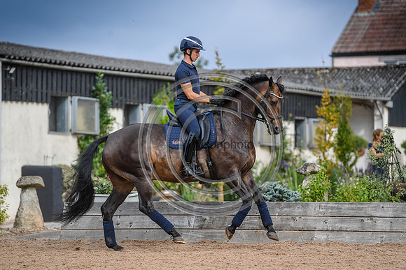 Collective Equestrian