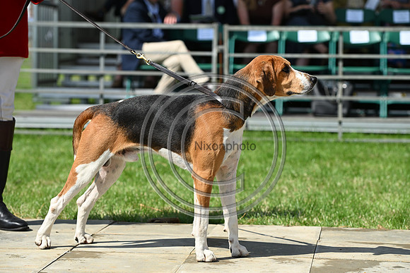 Festival of Hounds 2024