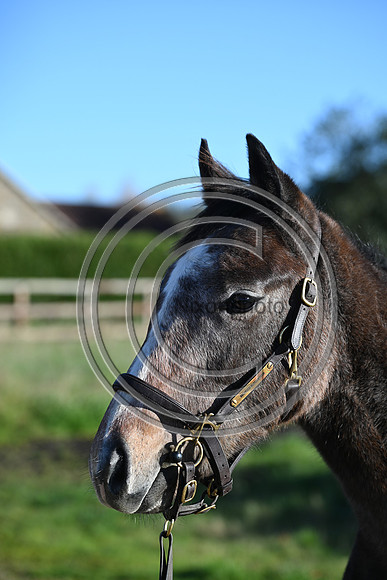 Foal_Selwood_PN42