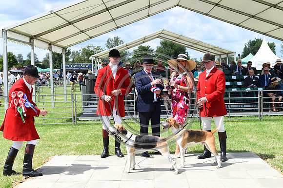 Festival of Hounds 2024