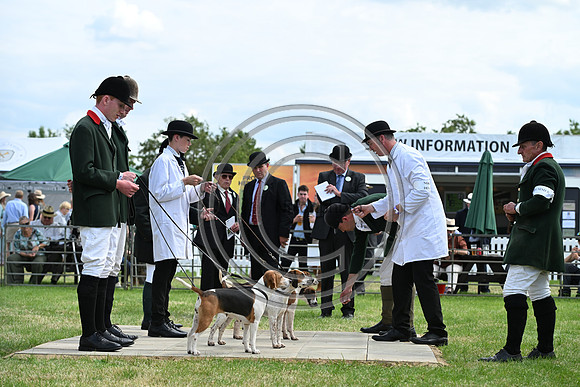 Festival of Hounds 2024