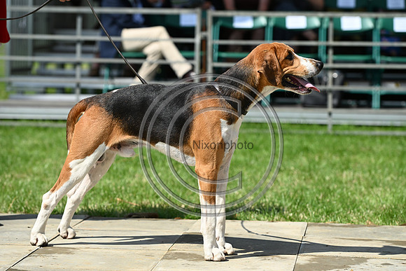 Festival of Hounds 2024