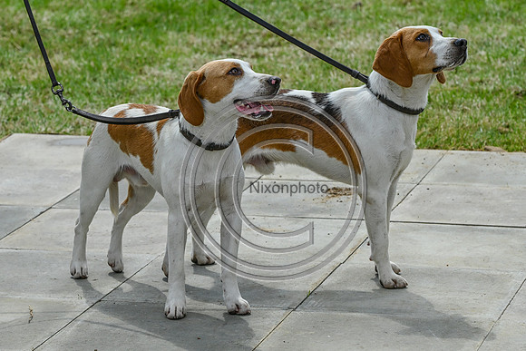 Festival of Hounds 2024