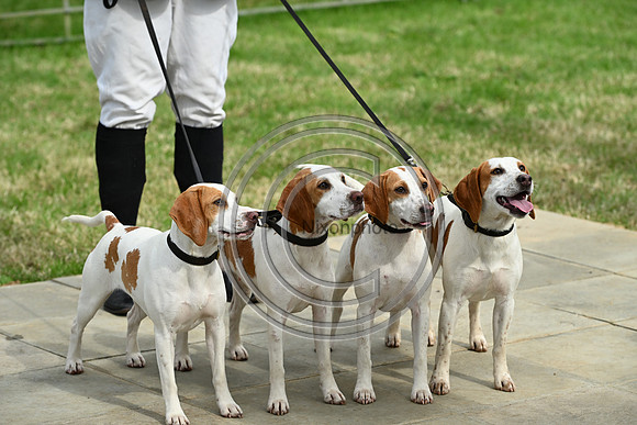 Festival of Hounds 2024