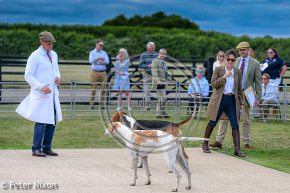 PrePuppyShow_BWCH_Hunt_PN22_27437