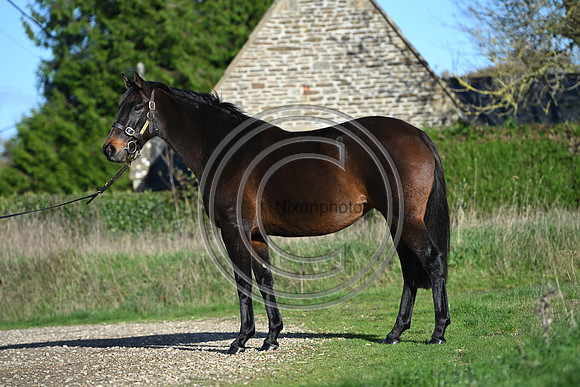 Mare_Selwood_PN18