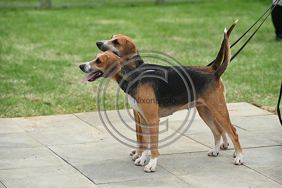 Festival of Hounds 2024