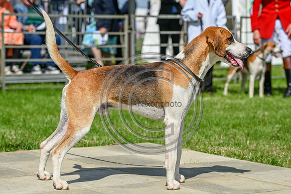 Festival of Hounds 2024
