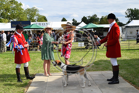 Festival of Hounds 2024