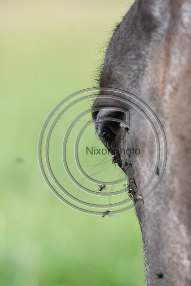 HorsesandFlyH_Nixonphoto_PN22_47993