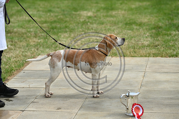 Festival of Hounds 2024