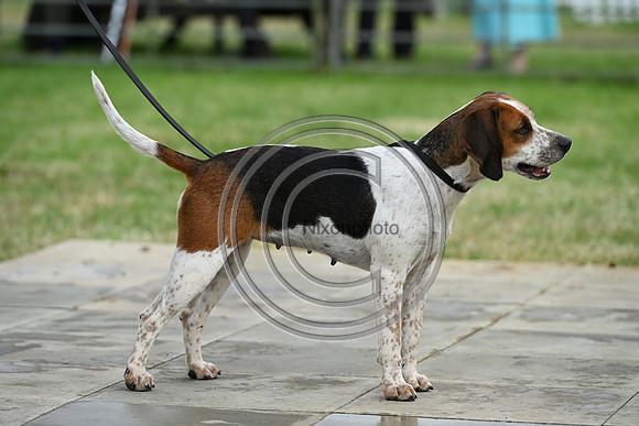 Festival of Hounds 2024
