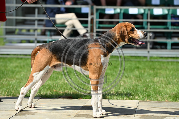 Festival of Hounds 2024