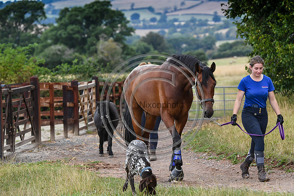 Collective Equestrian