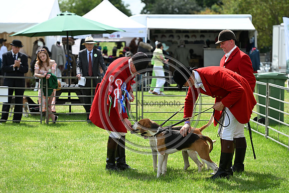 Festival of Hounds 2024