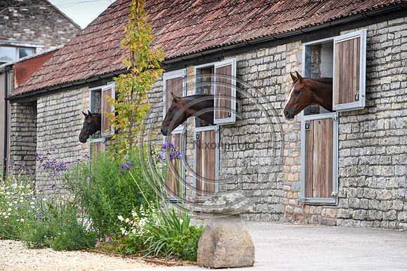 Collective Equestrian