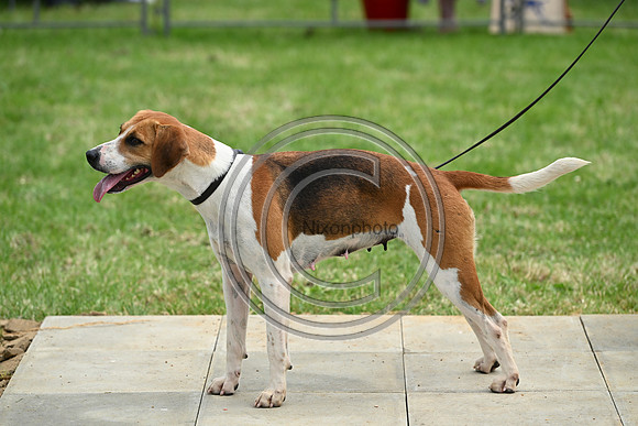 Festival of Hounds 2024