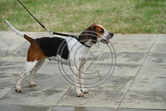 Festival of Hounds 2024