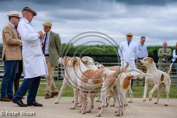 PrePuppyShow_BWCH_Hunt_PN22_27455