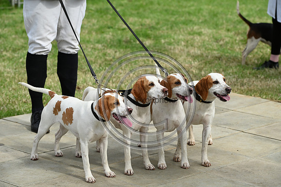 Festival of Hounds 2024