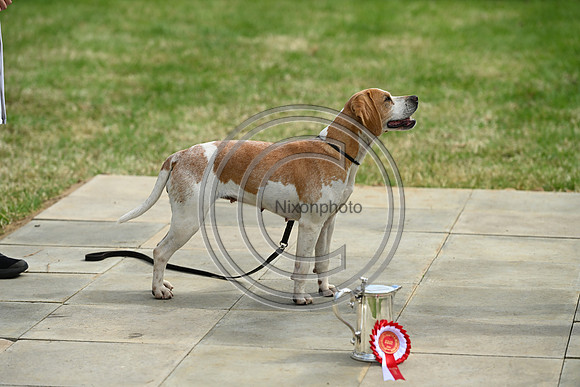Festival of Hounds 2024