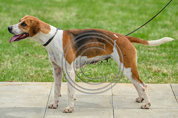 Festival of Hounds 2024