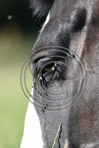 HorsesandFlyH_Nixonphoto_PN22_47983