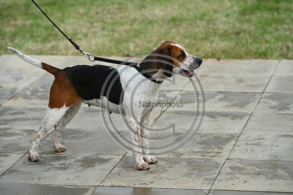 Festival of Hounds 2024