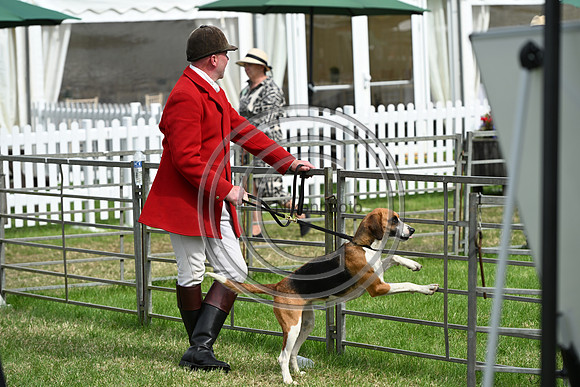 Festival of Hounds 2024