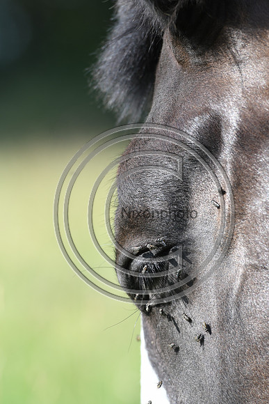 HorsesandFlyH_Nixonphoto_PN22_47991