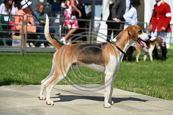 Festival of Hounds 2024
