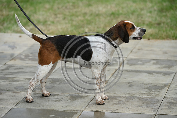 Festival of Hounds 2024