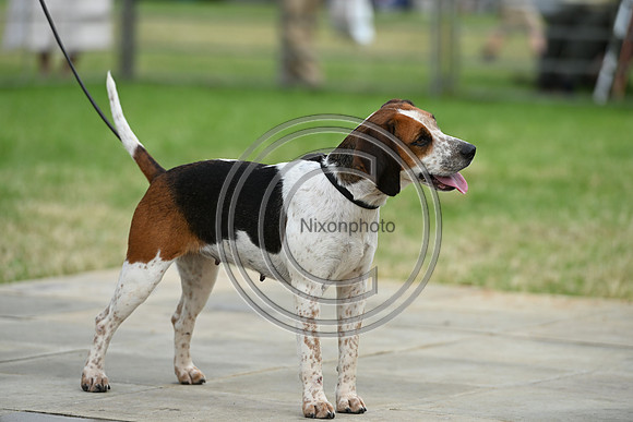 Festival of Hounds 2024