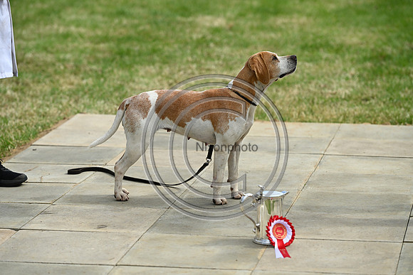 Festival of Hounds 2024