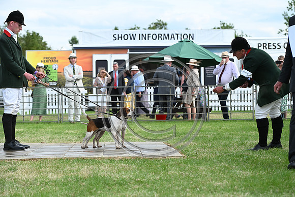 Festival of Hounds 2024