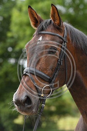 Collective Equestrian