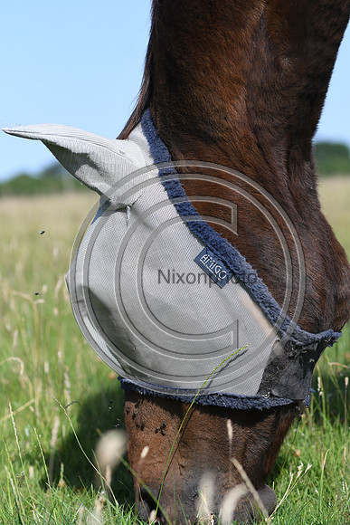HorsesandFlyH_Nixonphoto_PN22_47999