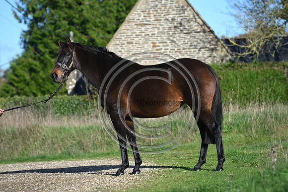Mare_Selwood_PN15