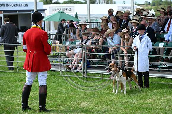 Festival of Hounds 2024